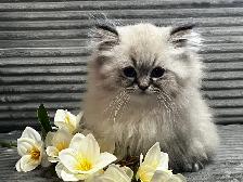 Chatons persans et himalayens - Photo 6