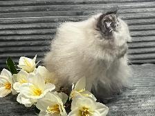 Chatons persans et himalayens - Photo 7