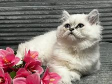 Chatons persans et himalayens - Photo 8