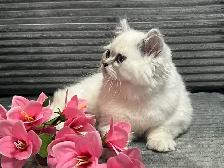 Chatons persans et himalayens - Photo 9