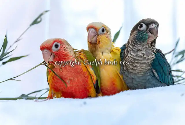 ❤️⭐❤️ Hand raised BABY Conure ❤️ with Cage and Food❤️⭐❤️