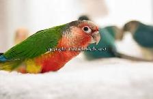 ❤️⭐❤️ Hand raised BABY Conure ❤️ with Cage and Food❤️⭐❤️ - Photo 4
