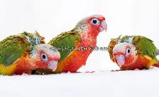 ❤️⭐❤️ Hand raised BABY Conure ❤️ with Cage and Food❤️⭐❤️ - Photo 5