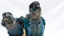 ❤️⭐❤️ Hand raised BABY Conure ❤️ with Cage and Food❤️⭐❤️ - Photo 6