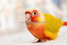 ❤️⭐❤️ Hand raised BABY Conure ❤️ with Cage and Food❤️⭐❤️ - Photo 8