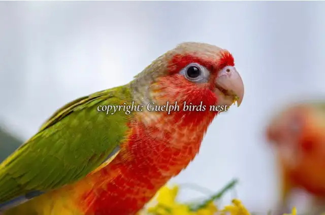 ❤️⭐❤️ Hand raised BABY Conure ❤️ with Cage and Food❤️⭐❤️