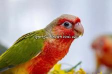 ❤️⭐❤️ Hand raised BABY Conure ❤️ with Cage and Food❤️⭐❤️