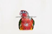 ❤️⭐❤️ Hand raised BABY Conure ❤️ with Cage and Food❤️⭐❤️ - Photo 3