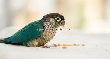 ❤️⭐❤️ Hand raised BABY Conure ❤️ with Cage and Food❤️⭐❤️ - Photo 6