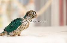 ❤️⭐❤️ Hand raised BABY Conure ❤️ with Cage and Food❤️⭐❤️ - Photo 7