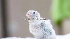 ❤️⭐❤️ Hand raised BABY Conure ❤️ with Cage and Food❤️⭐❤️ - Photo 8
