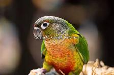 ❤️⭐❤️ Hand raised BABY Conure ❤️ with Cage and Food❤️⭐❤️ - Photo 9