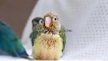 ❤️⭐❤️ Hand raised BABY Conure ❤️ with Cage and Food❤️⭐❤️ - Photo 3