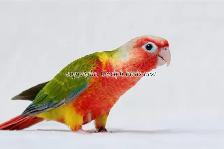 ❤️⭐❤️ Hand raised BABY Conure ❤️ with Cage and Food❤️⭐❤️ - Photo 4
