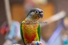 ❤️⭐❤️ Hand raised BABY Conure ❤️ with Cage and Food❤️⭐❤️ - Photo 7