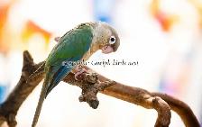 ❤️⭐❤️ Hand raised BABY Conure ❤️ with Cage and Food❤️⭐❤️ - Photo 8