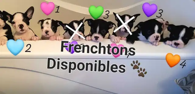 Frenchtons 5 Magnifiques puppies prêts à partirs