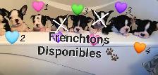 Frenchtons 5 Magnifiques puppies prêts à partirs