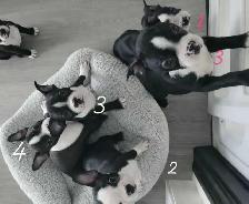 Frenchtons 5 Magnifiques puppies prêts à partirs - Photo 2