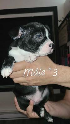 Frenchtons 5 Magnifiques puppies prêts à partirs - Photo 5