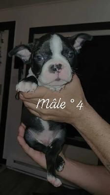 Frenchtons 5 Magnifiques puppies prêts à partirs - Photo 7
