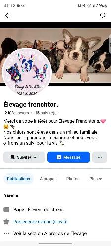 Frenchtons 5 Magnifiques puppies prêts à partirs - Photo 8