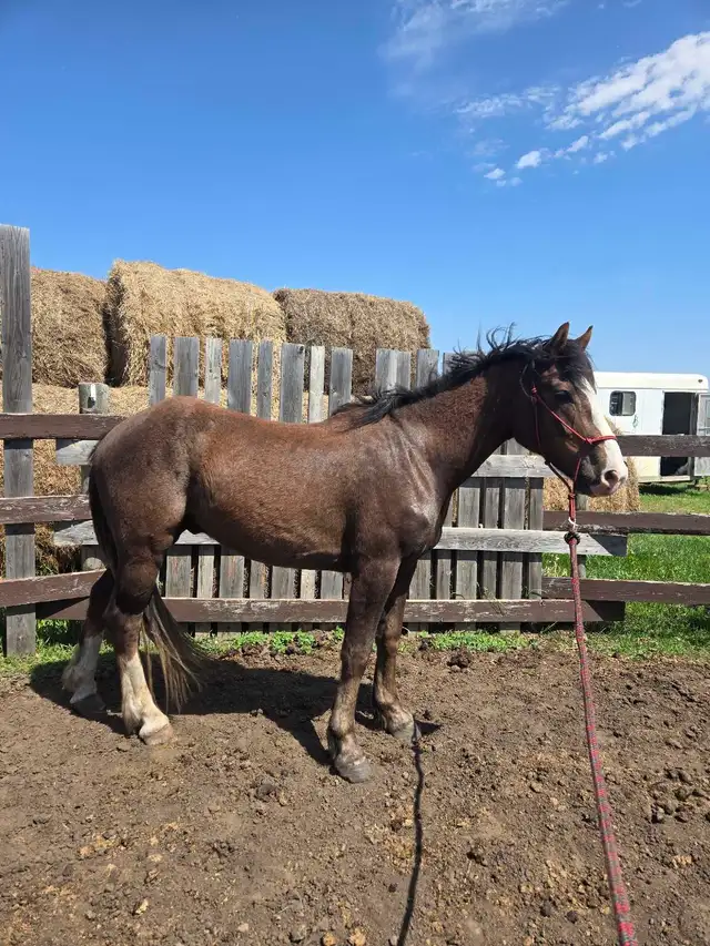 3 year old draft x gelding