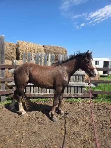3 year old draft x gelding