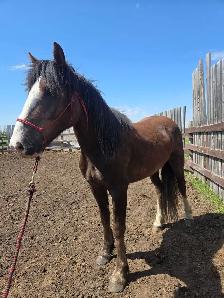 3 year old draft x gelding - Photo 2
