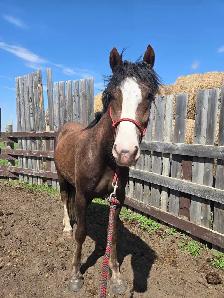 3 year old draft x gelding - Photo 3