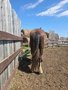 3 year old draft x gelding - Photo 4