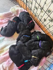 Goldendoodles