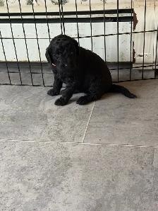 Goldendoodles - Photo 2