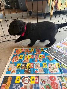 Goldendoodles - Photo 3