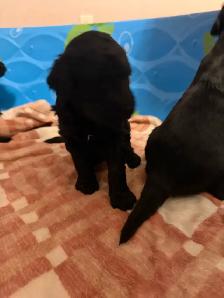 Goldendoodles - Photo 4