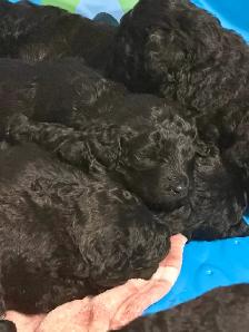 Goldendoodles - Photo 5