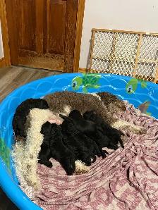 Goldendoodles - Photo 6