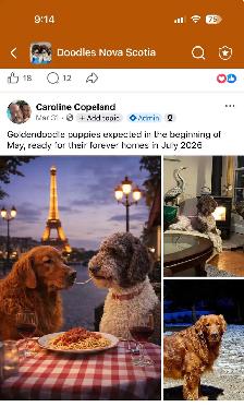Goldendoodles - Photo 7