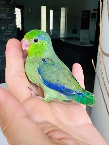 handfed and handtame parrotlet