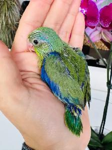 handfed and handtame parrotlet - Photo 3