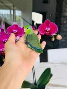 handfed and handtame parrotlet babies - Photo 2