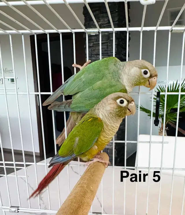 conure pairs aviary downsizing