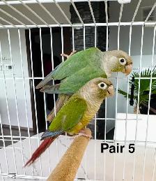 conure pairs aviary downsizing