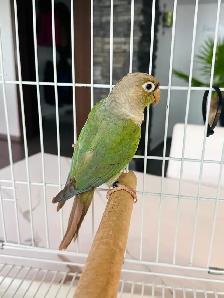 conure pairs aviary downsizing - Photo 2