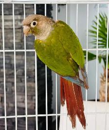 conure pairs aviary downsizing - Photo 3