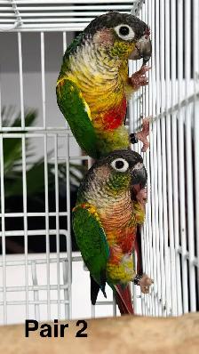 conure pairs aviary downsizing - Photo 4