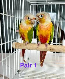 conure pairs aviary downsizing - Photo 5