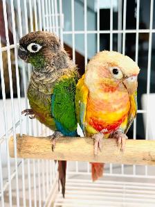 conure pairs aviary downsizing - Photo 6