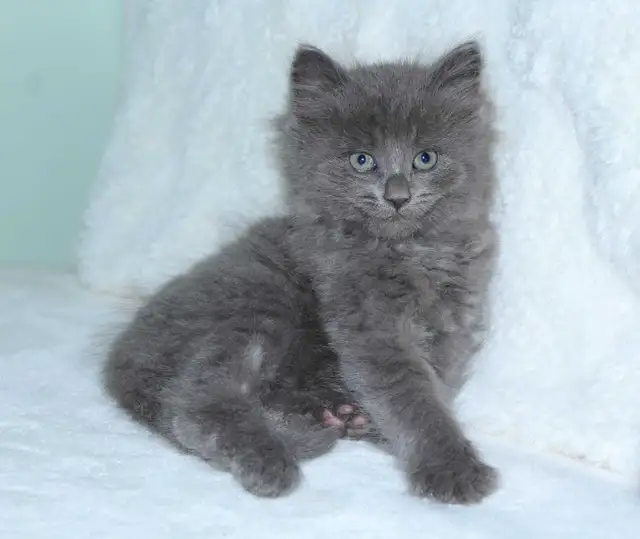 Only 2 Left! LONGHAIRED KITTENS!