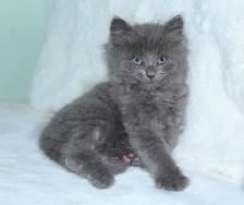 Only 2 Left! LONGHAIRED KITTENS!